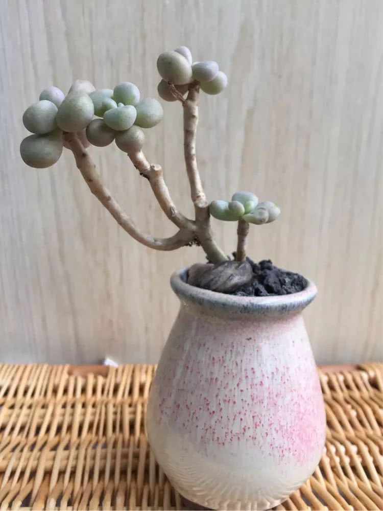 多肉名字怎么记,多肉的品种图片及名字寓意