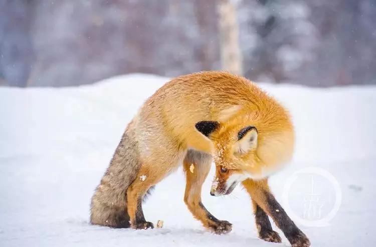 火狐事件辟谣,大兴安岭火狐造假