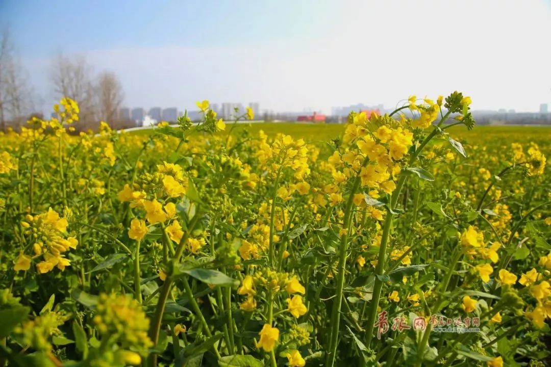 樱桃花海游玩攻略,青岛樱桃花海在哪