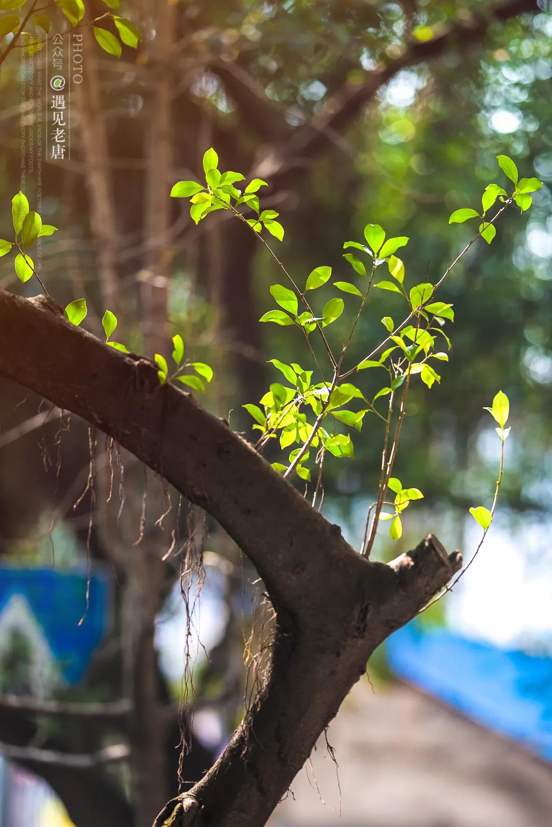 老泸州的回忆,泸州小市老城区