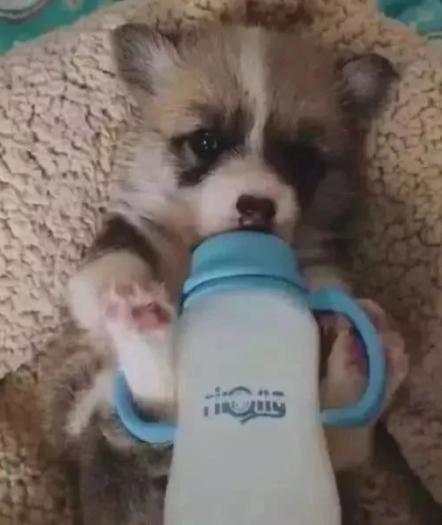 满月小狗人工喂养,刚满月的小狗怎么喂养