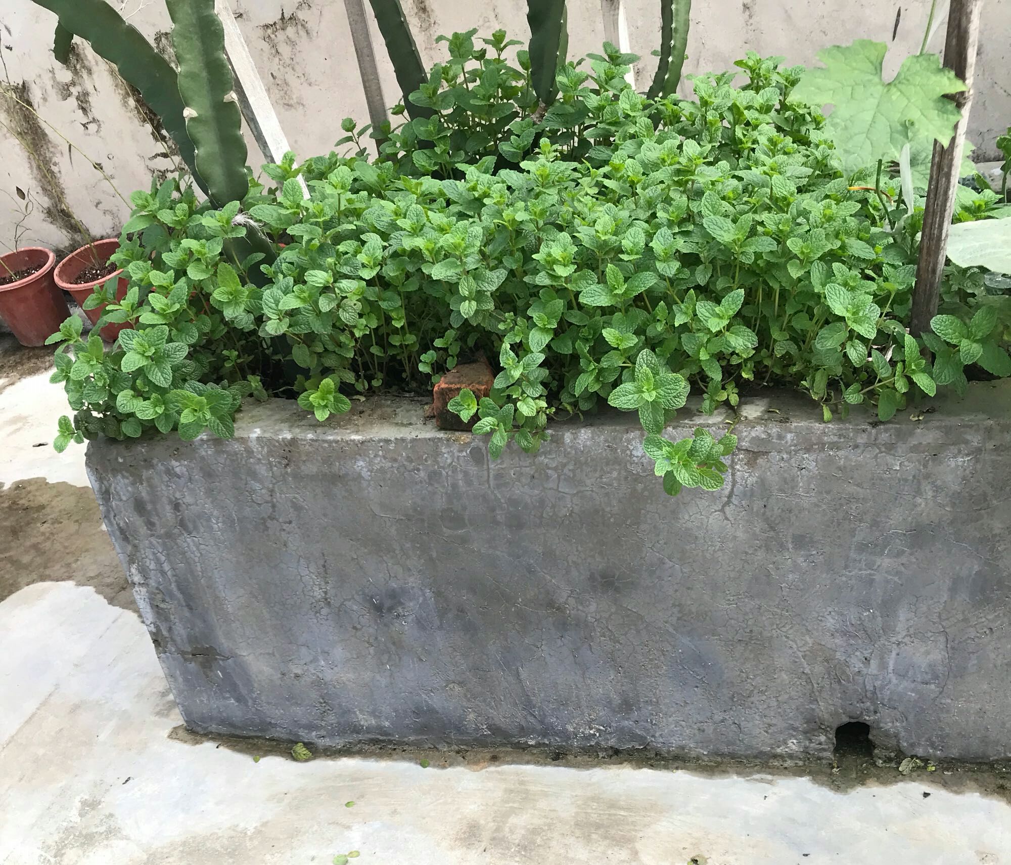 盆栽薄荷的注意事项和禁忌有哪些,薄荷盆栽怎么养叶子变黄色枯萎了