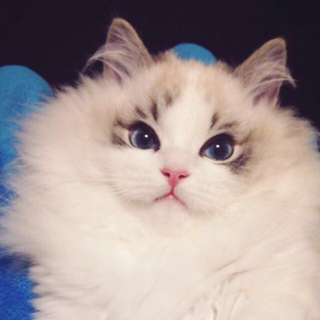 宠物加盟店的投资,宠物店招商加盟一般多少钱