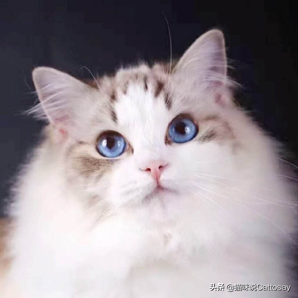 靠喂流浪猫,找到了老婆,创业也成功了!28岁北大小伙猫咪奇遇记