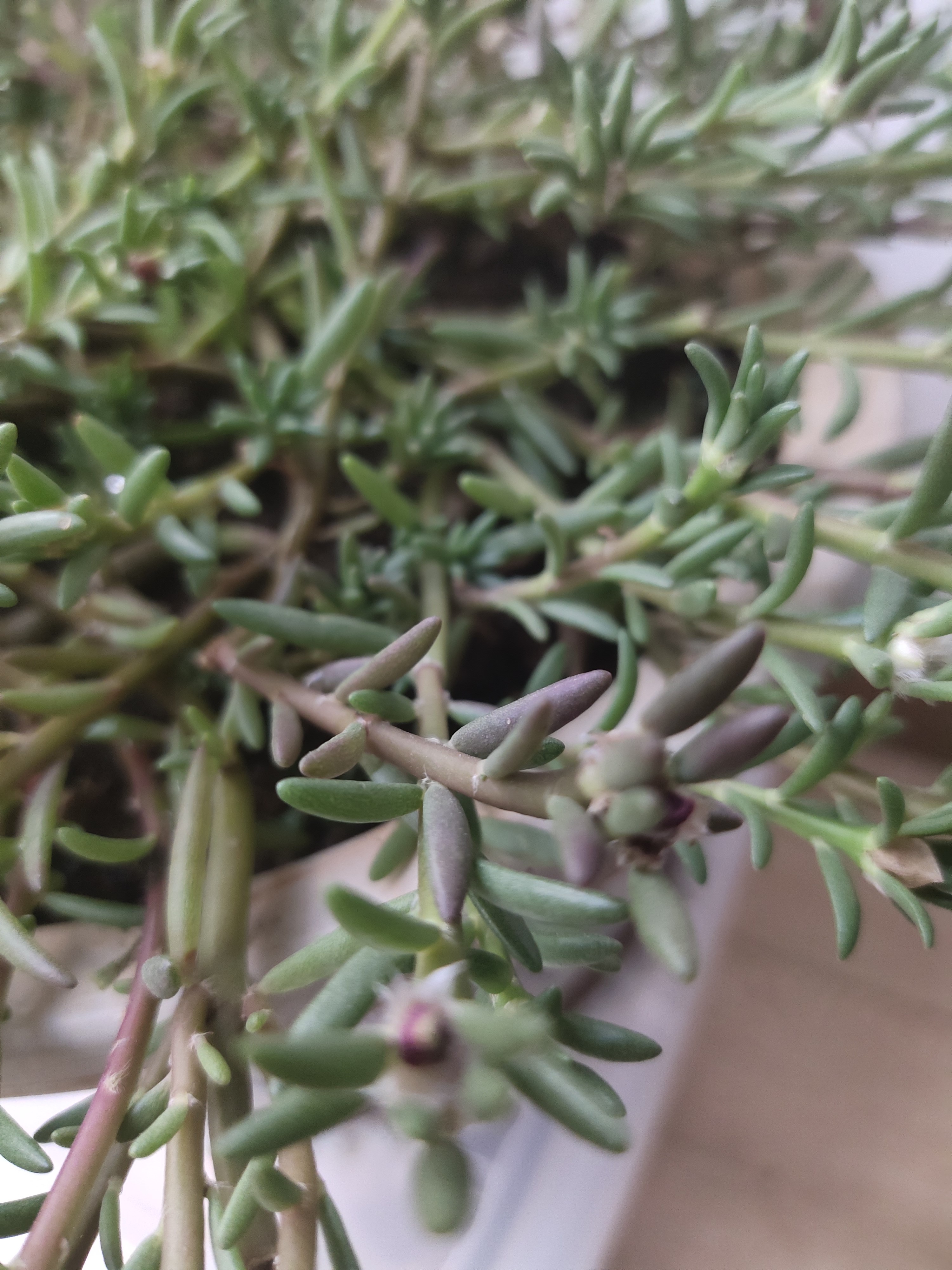 太阳花霜冻过了有什么补救方法,太阳花冻伤还有救吗