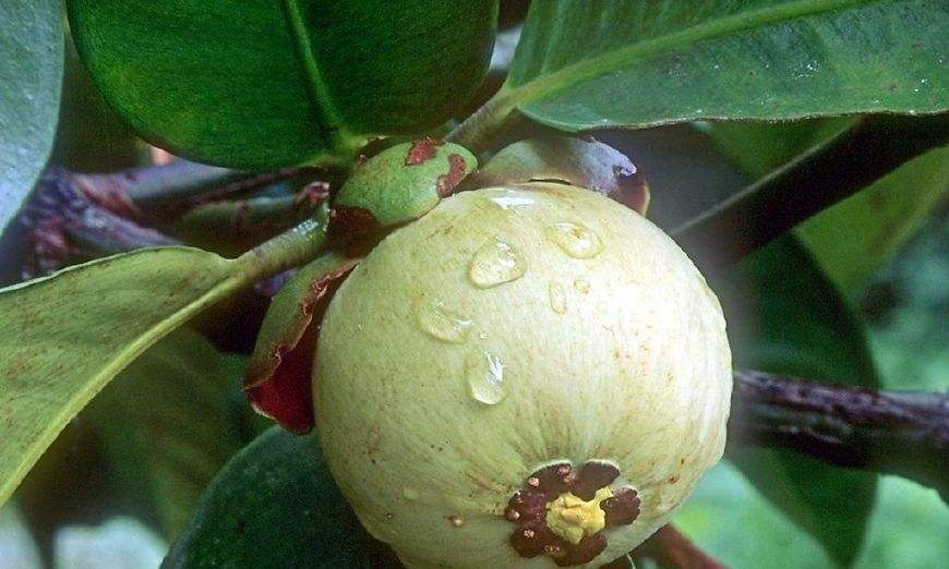 山竹哪个品种好高产,山竹高产怎样修剪