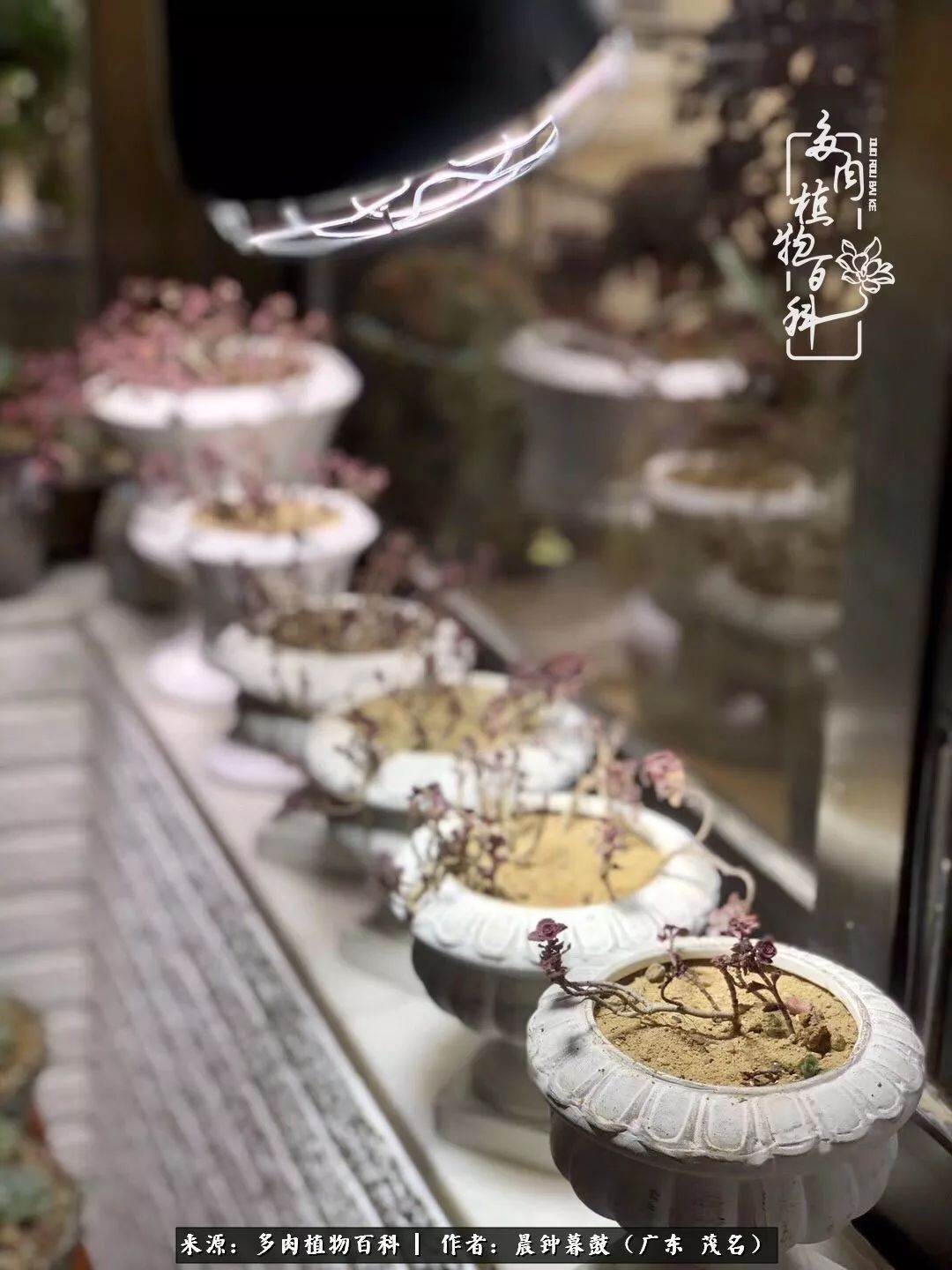 轻轻地告诉你，我的多肉也曾美过，不信你看看