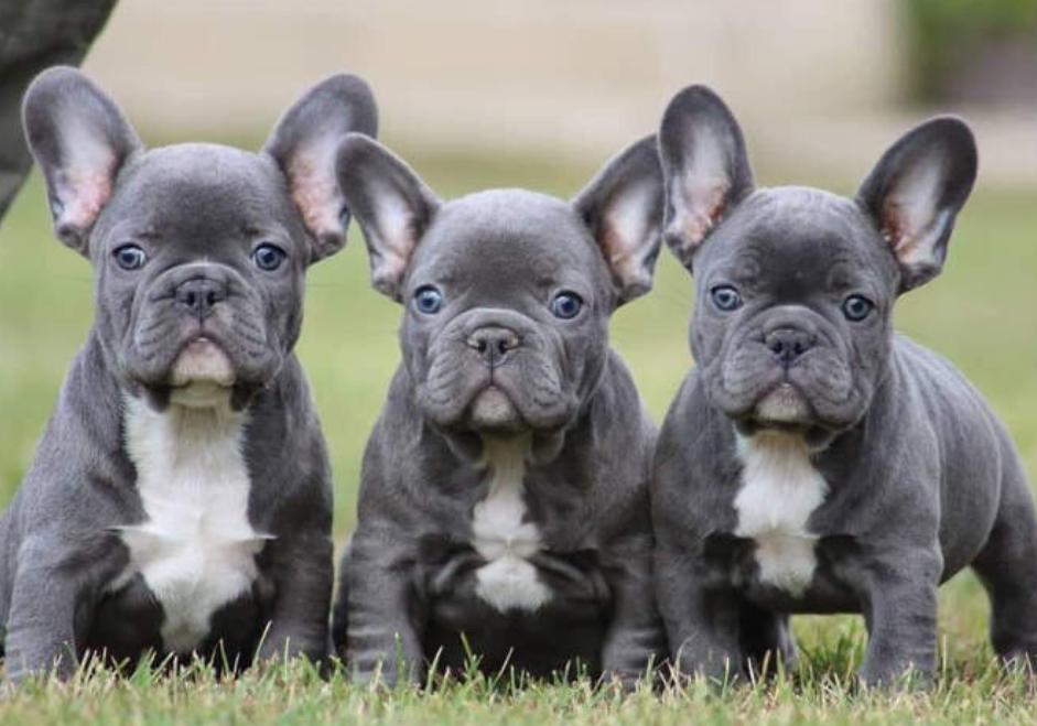 法斗体臭最好的解决方法,假如你家里面有脏东西你会怎么办