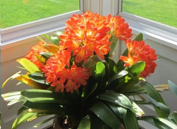 君子兰叶片宽窄不一样,君子兰叶子长棱不平坦是什么问题