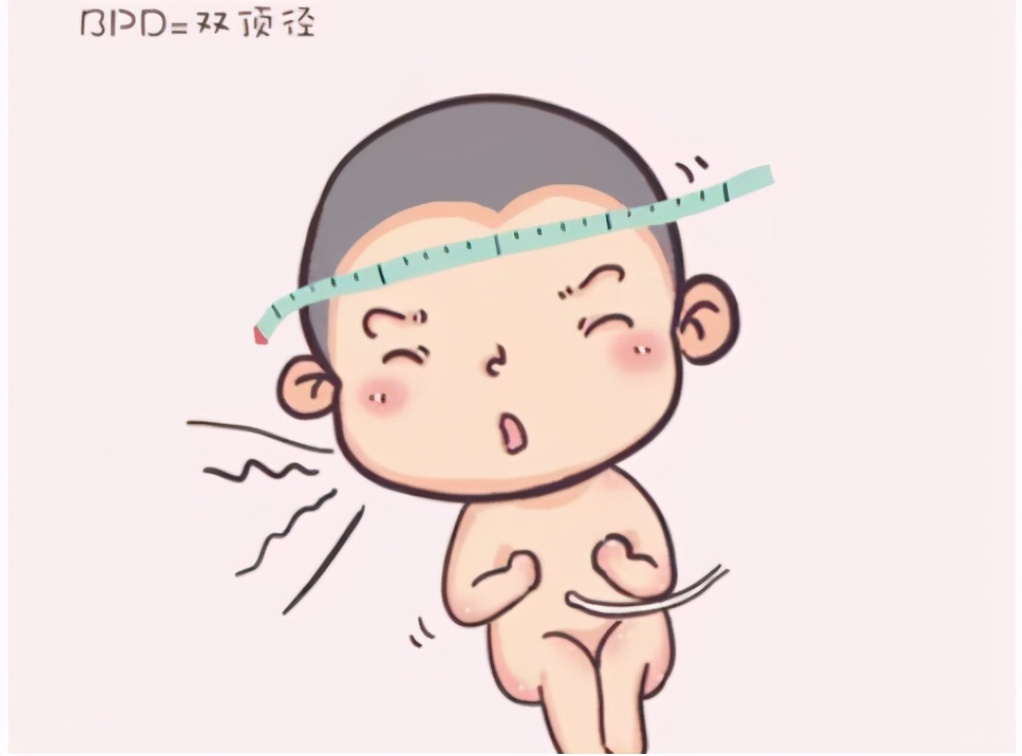 顺生胎儿双顶径多少,双顶径是哪个指标