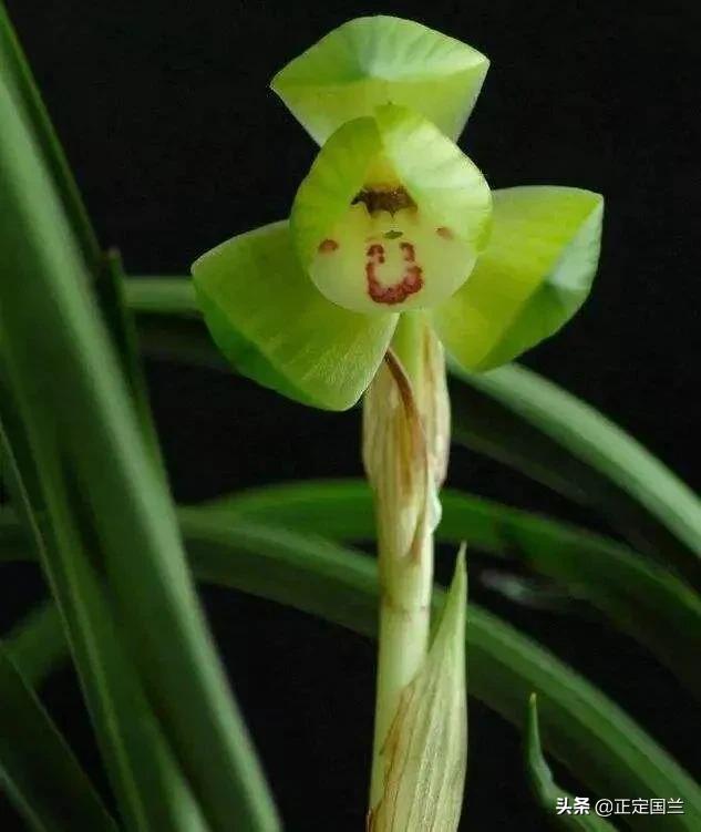 为什么兰花被称为国兰,为什么兰花又叫国兰