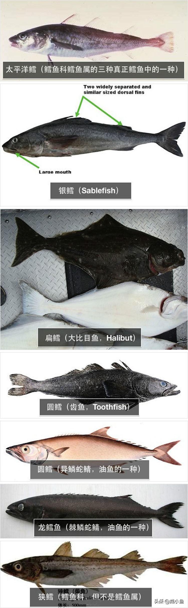 科普深海鱼图,鳕鱼和真鳕的区别