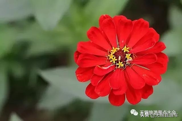 无锡哪里有看花海的景点,无锡秋季花海旅游景点