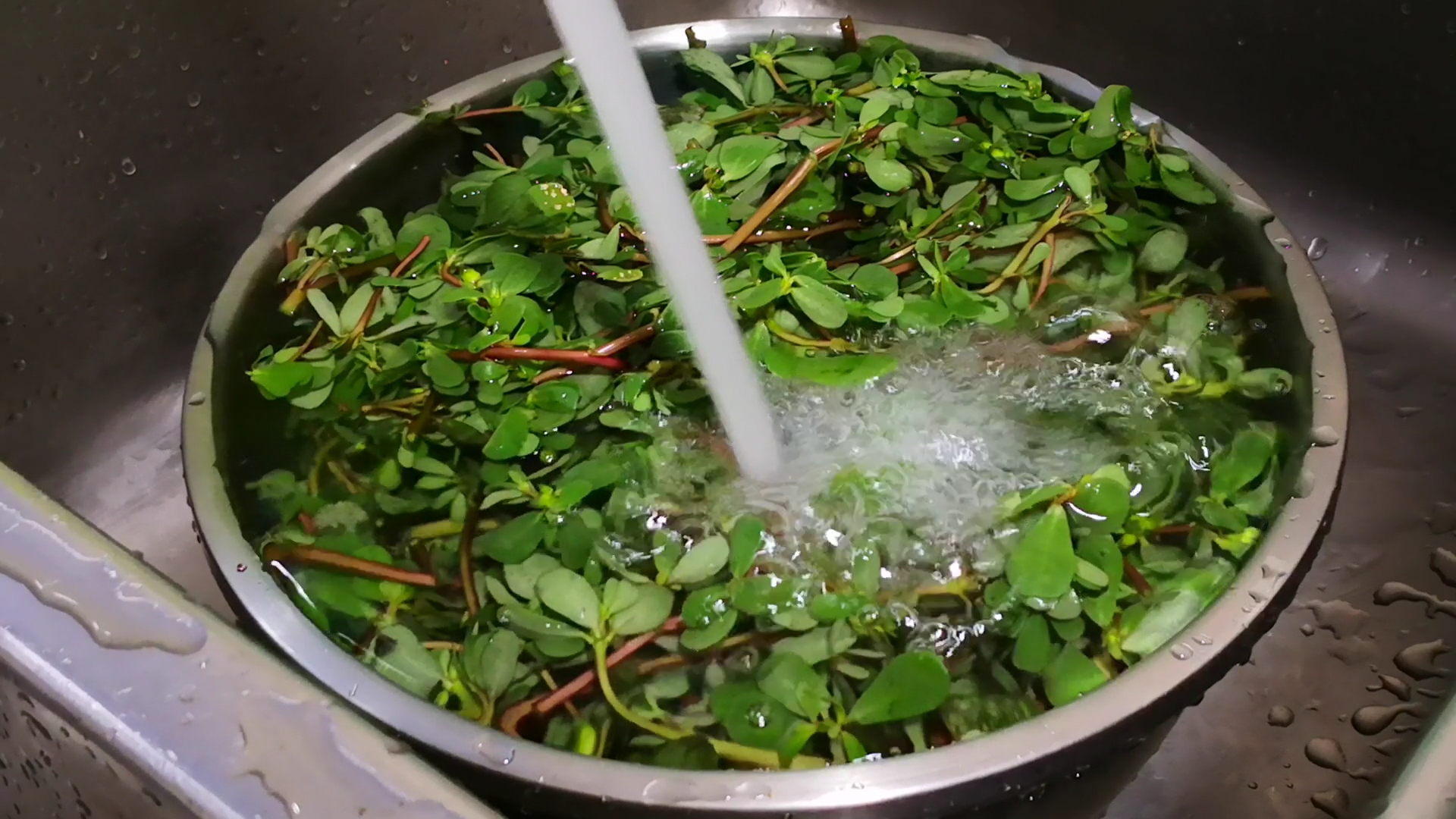 蒸马齿苋的正确做法,家乡美食马齿苋上锅蒸一蒸