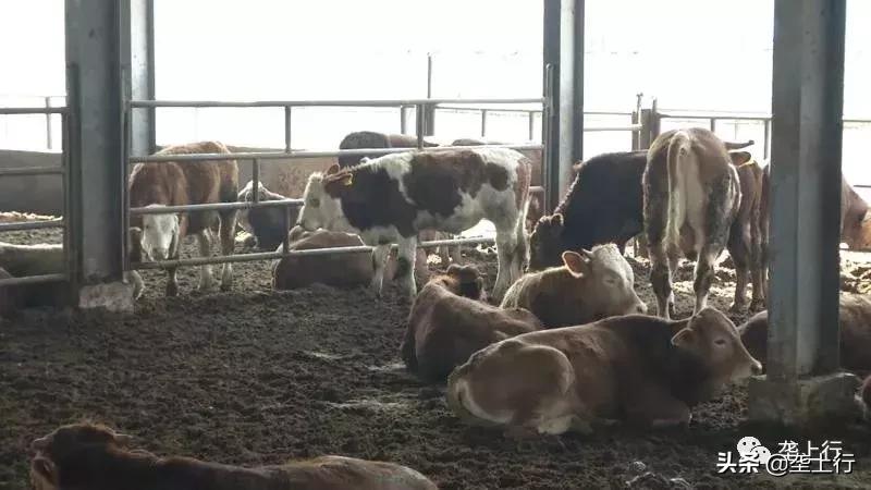 肉牛抢着要，牛肉会跟着俏销吗？一头牛利润达到4000元