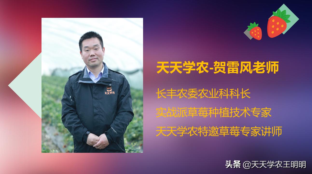 草莓得了炭疽病怎么办,草莓已经开花结果得炭疽病怎么治
