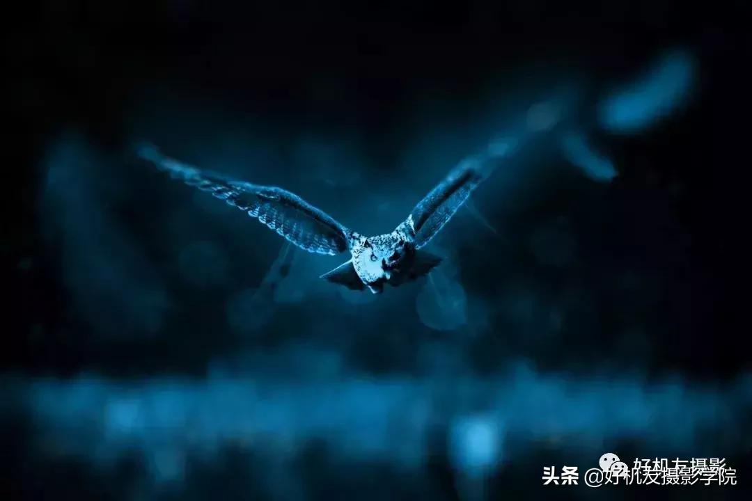 手机拍鸟镜头拍摄技巧,拍摄鸟片后期技巧有哪些