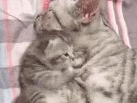 3个月的布偶猫怎么培养性格,怎么培养小猫有猫德