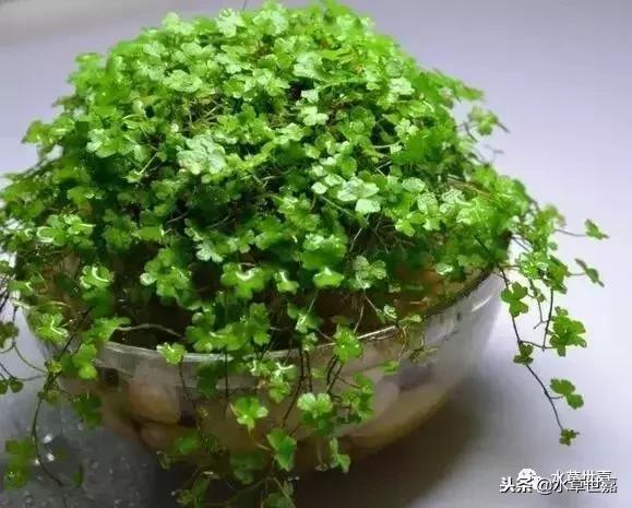 30cm水陆缸适合养什么,水陆缸植物前景中景后景搭配介绍