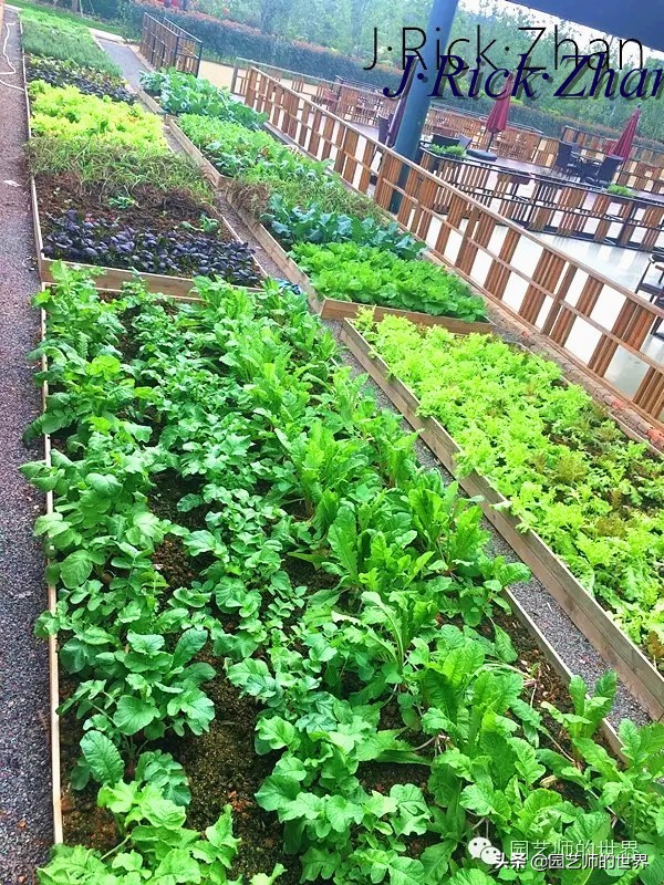 城市蔬菜园景观设计,蔬菜花园造型