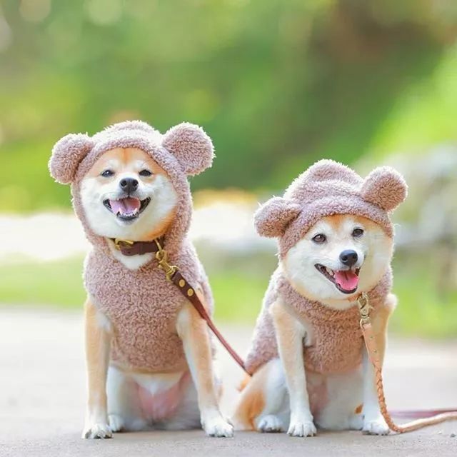 比人还会拍照的狗,简直萌炸朋友圈了