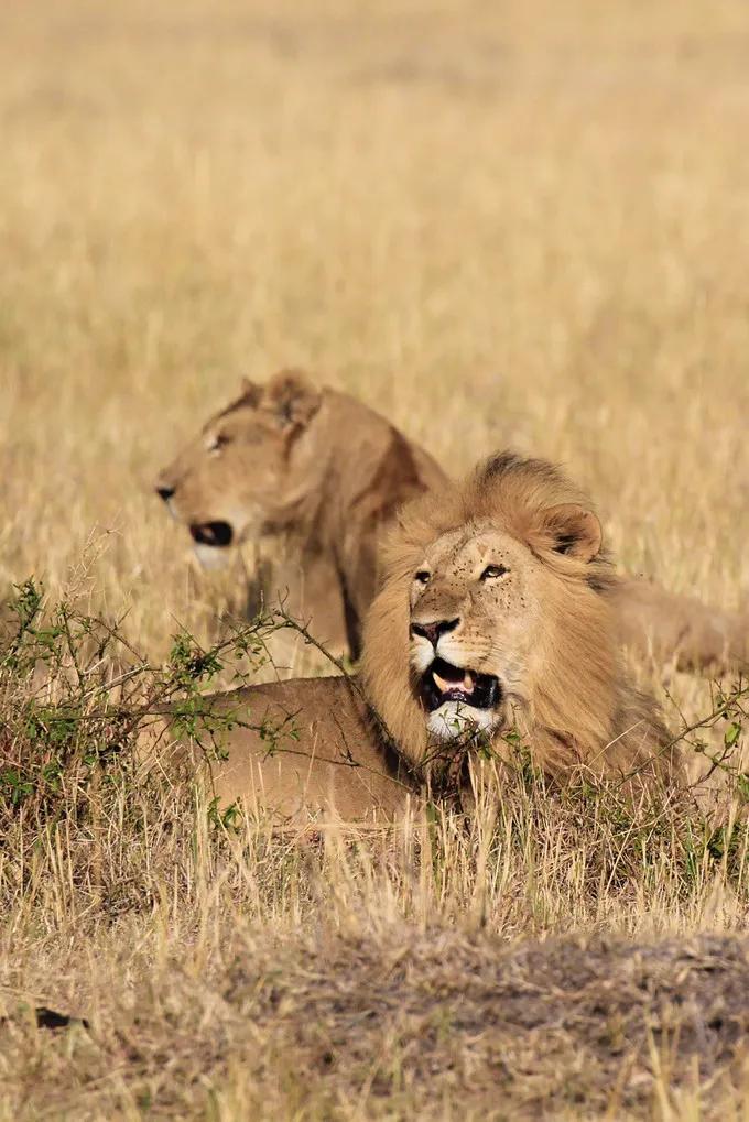 坦桑尼亚之旅,坦桑尼亚东非草原