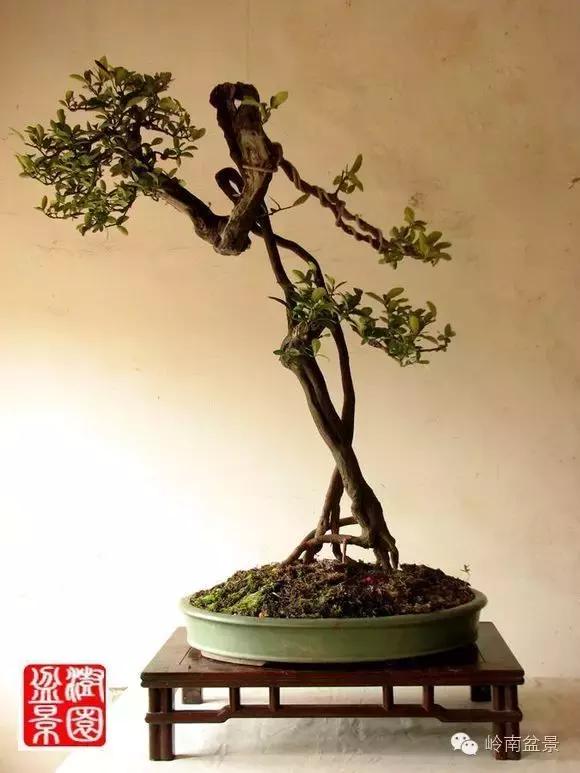 高桩金豆盆景大全,金豆双杆文人盆景欣赏