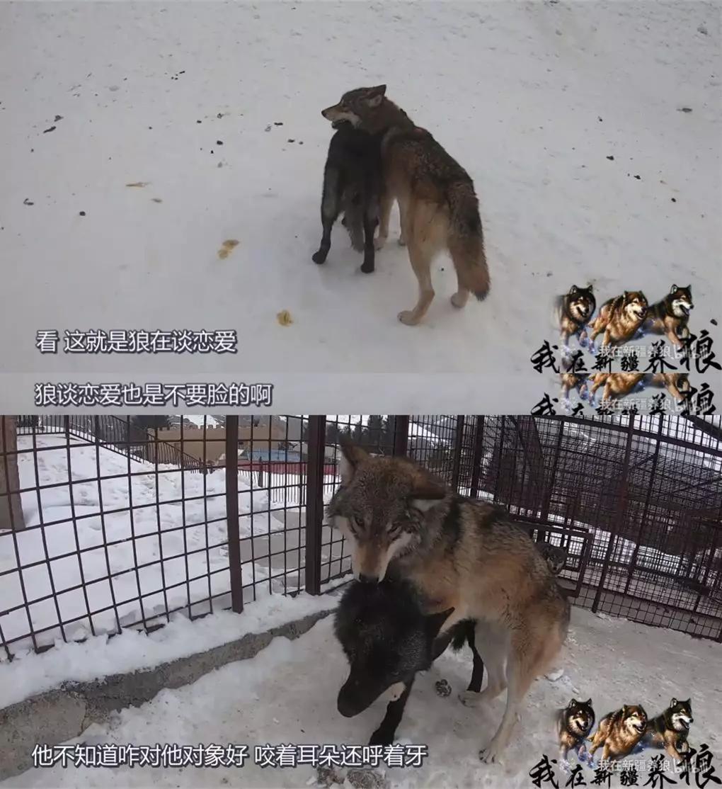 养狼20年养成二哈,养狼养二哈