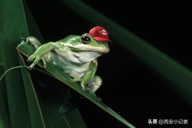 广告设计欣赏！浅显易懂的创意脑洞