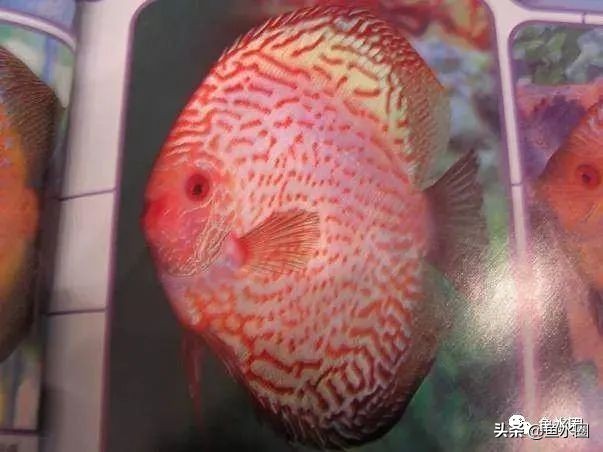 七彩神仙最好看的品种,七彩神仙多大分品种