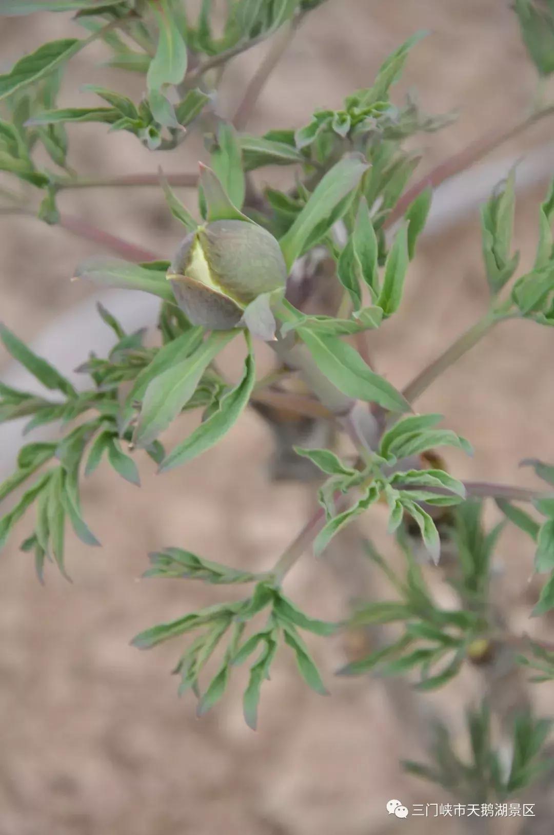 三门峡牡丹苑景区,三门峡牡丹苑的视频