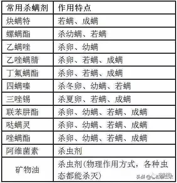 红蜘蛛用什么药剂,红蜘蛛不用药怎么治