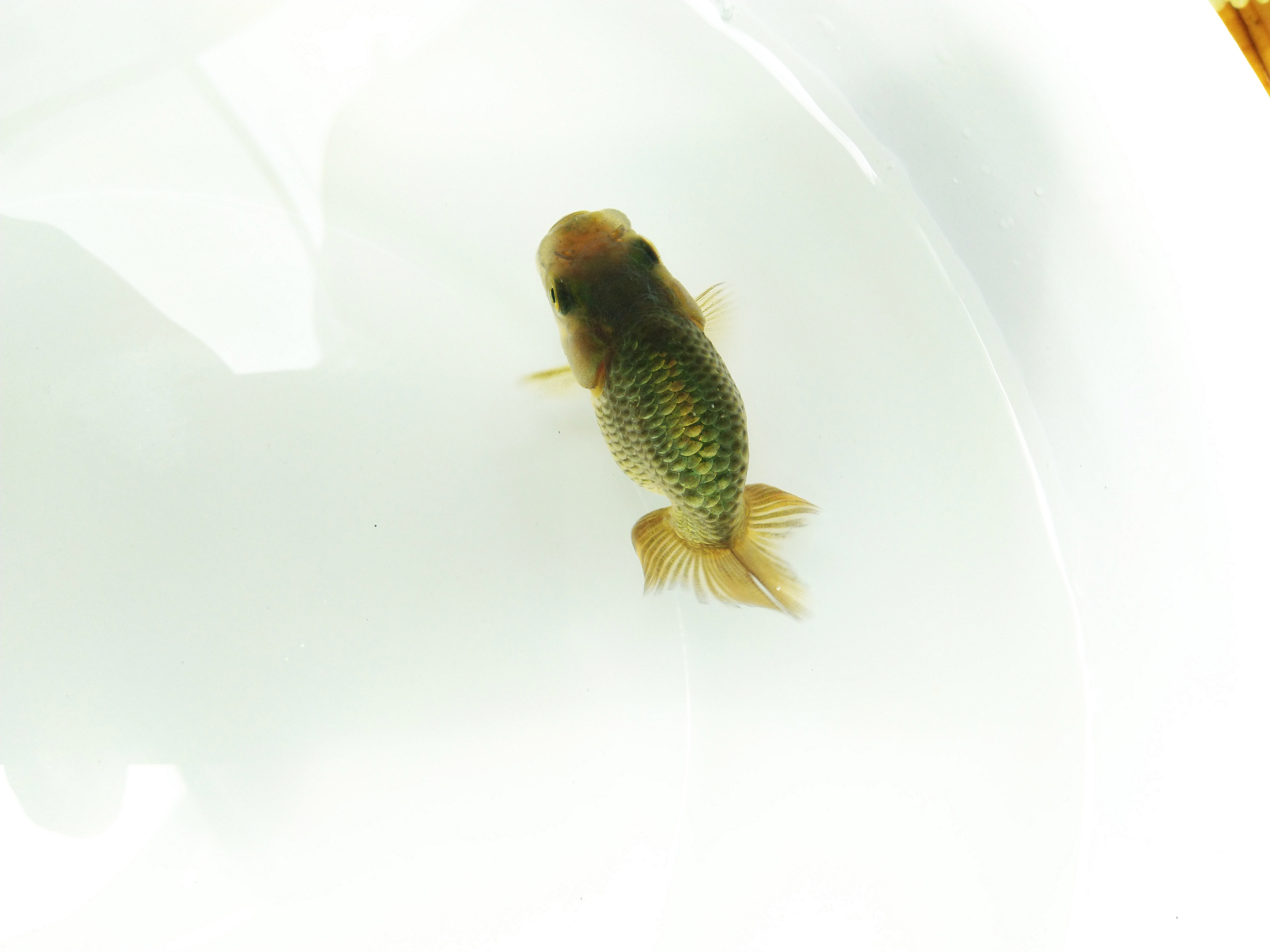 兰寿金鱼怎么养才能活得长久,兰寿金鱼当年好养还是两年好养