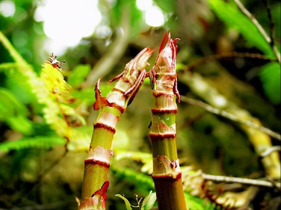 与竹笋相似的野菜,原生态野菜竹笋