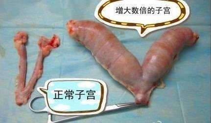 养猫必备猫咪绝育全攻略,新手养猫绝育攻略