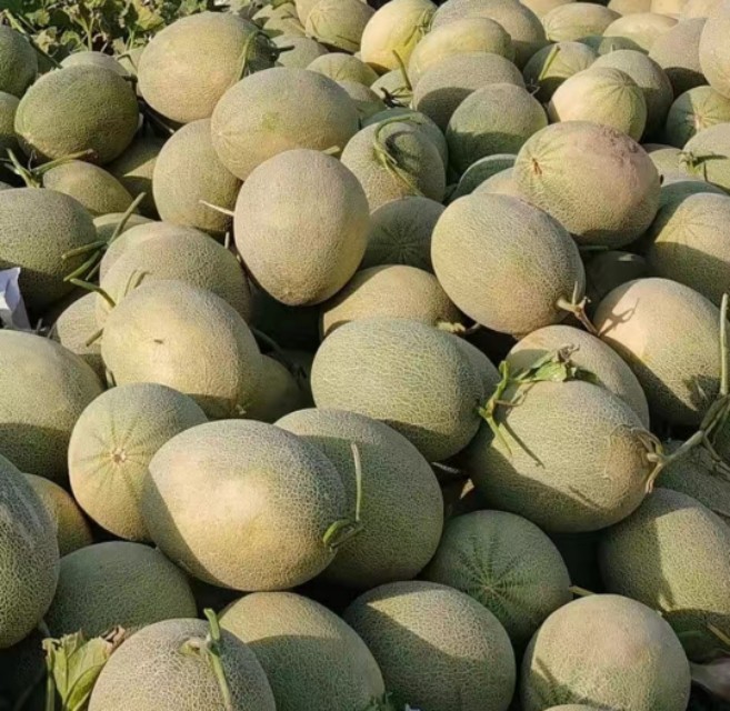 新疆吐鲁番火焰山脚下的哈密瓜,新疆葡萄沟吐鲁番的火焰山