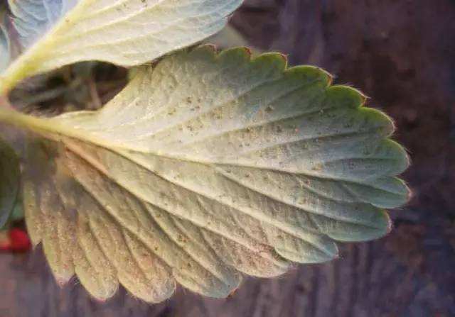 草莓红蜘蛛能不能连续打两遍,草莓打红蜘蛛的正确方法