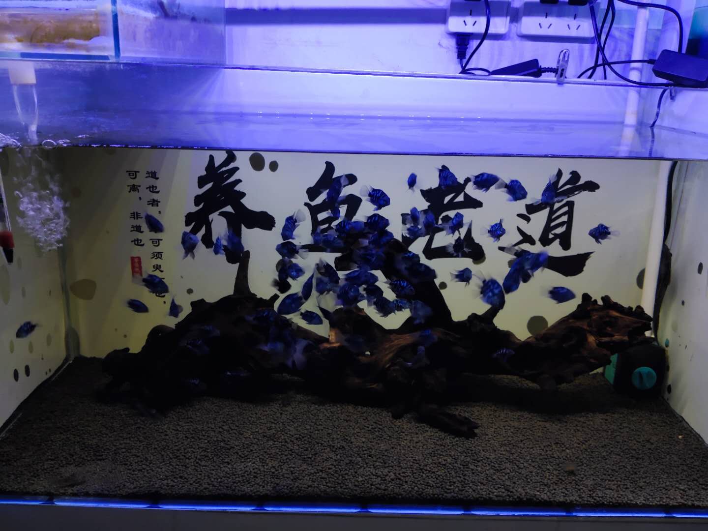 鱼缸里有气泡到底好不好,鱼缸里气泡多正常吗