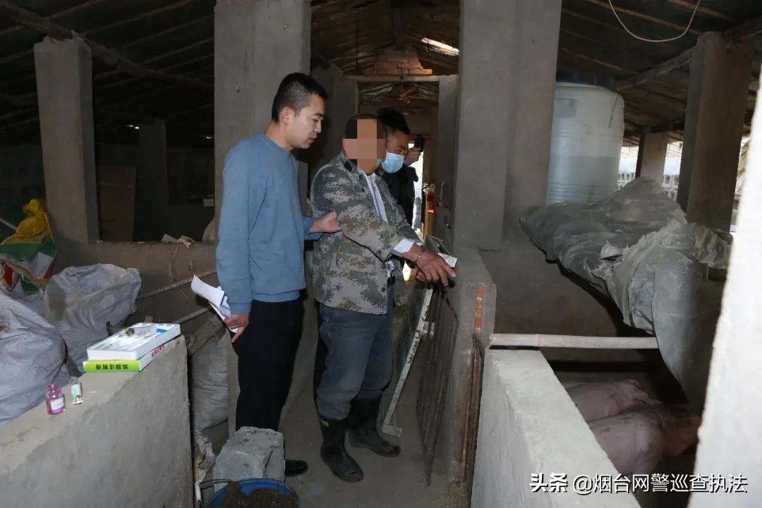 月黑风高偷猪崽，蜀黍叫你“赔了夫人又折兵”！