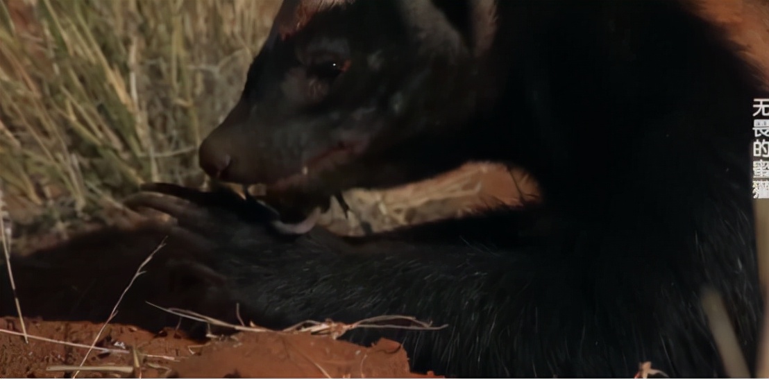 蜜獾两小时后继续享用毒蛇,蜜獾凶猛攻击人类