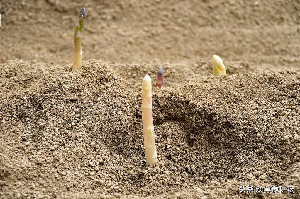 芦笋的种植方法和前景,芦笋种植技术15年以上