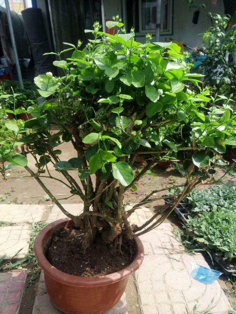 十种不能买的老桩,三种最值钱的老桩