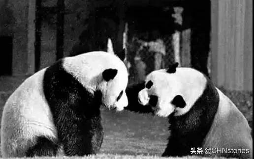 熊猫贝贝美国饲养员,海归大熊猫贝贝中国饲养员