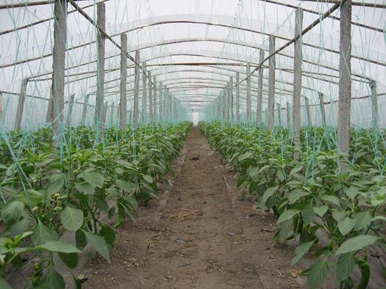 辣椒炭疽病你了解吗？高温天气易感染、传播快！防治措施在这里