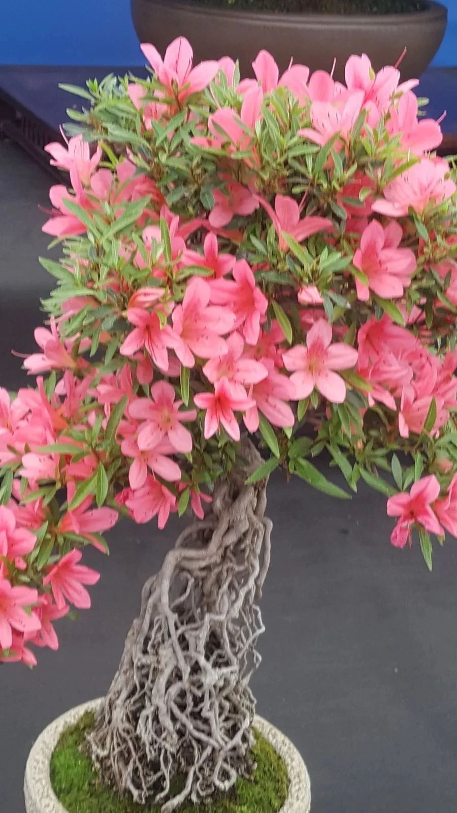 杜鹃花成了光杆戴上塑料袋能活吗,杜鹃花掉花苞后如何管理