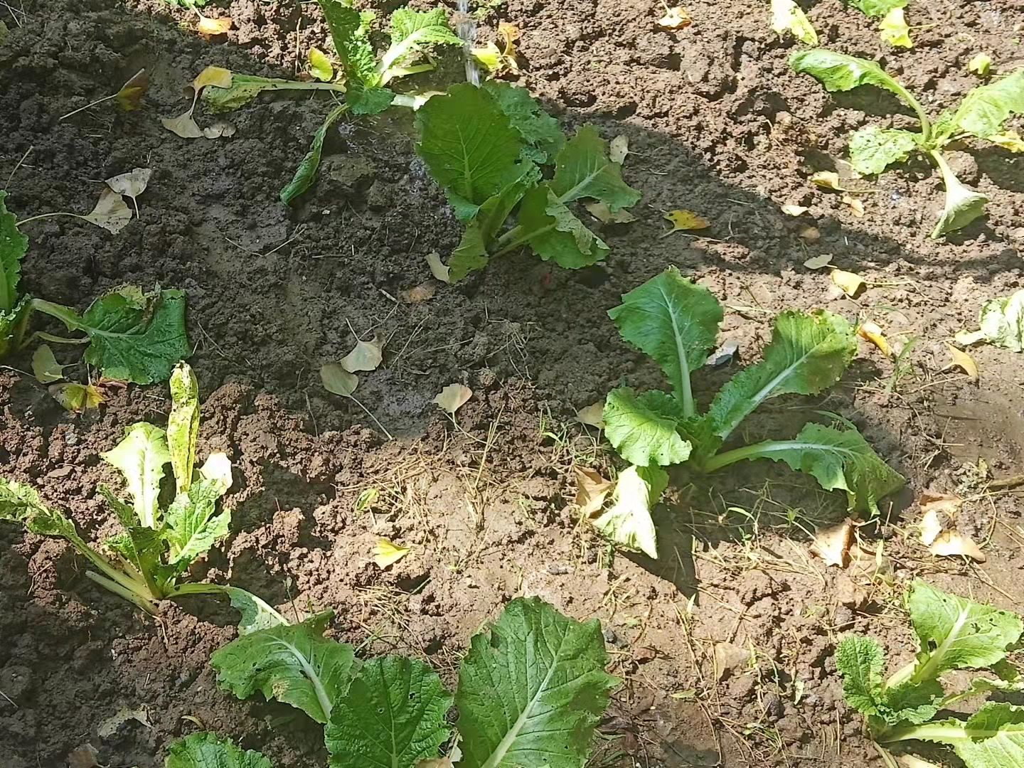 白菜生虫子,别动不动就施药,喷点家里不起眼的小东西也管用