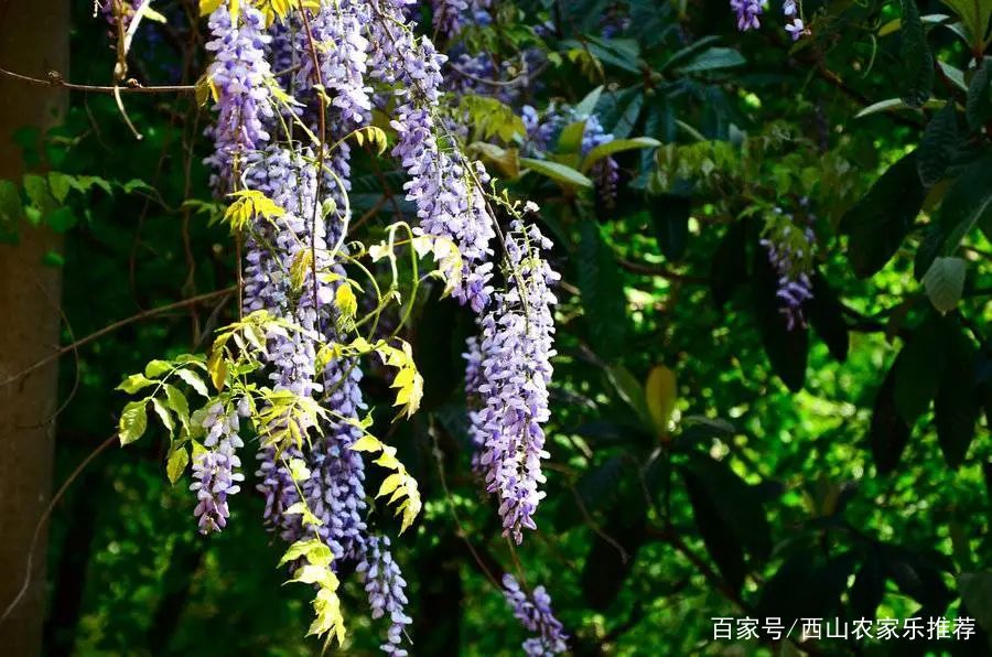 苏州西山免费打卡,苏州西山区网红打卡圣地图片