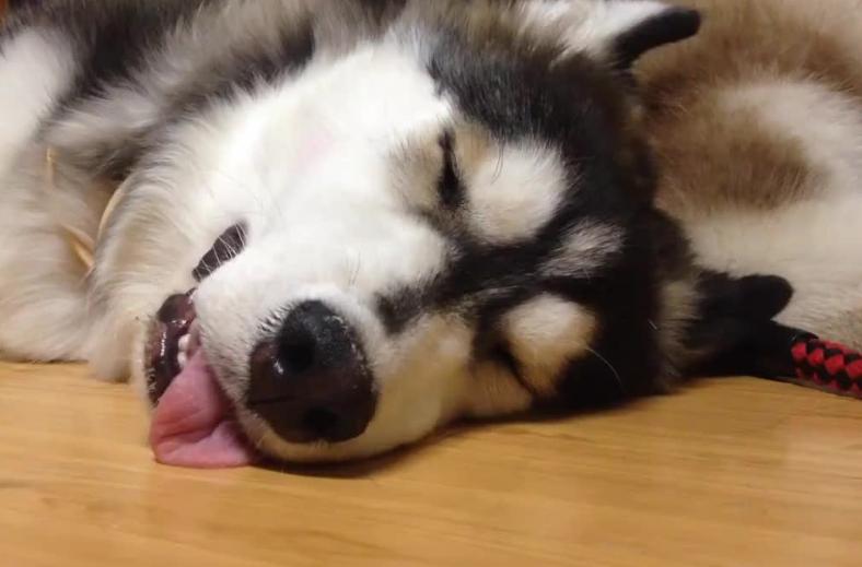 拆二代该有的样子,拆二代二哈