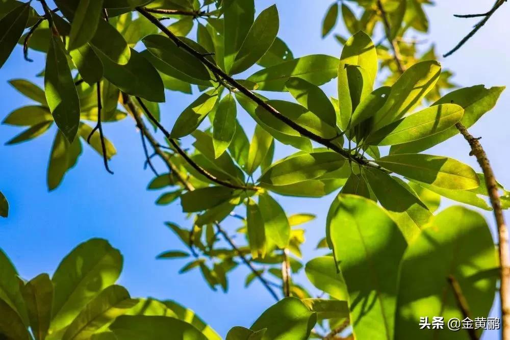 为什么云南女人长相好看,云南真的很漂亮吗