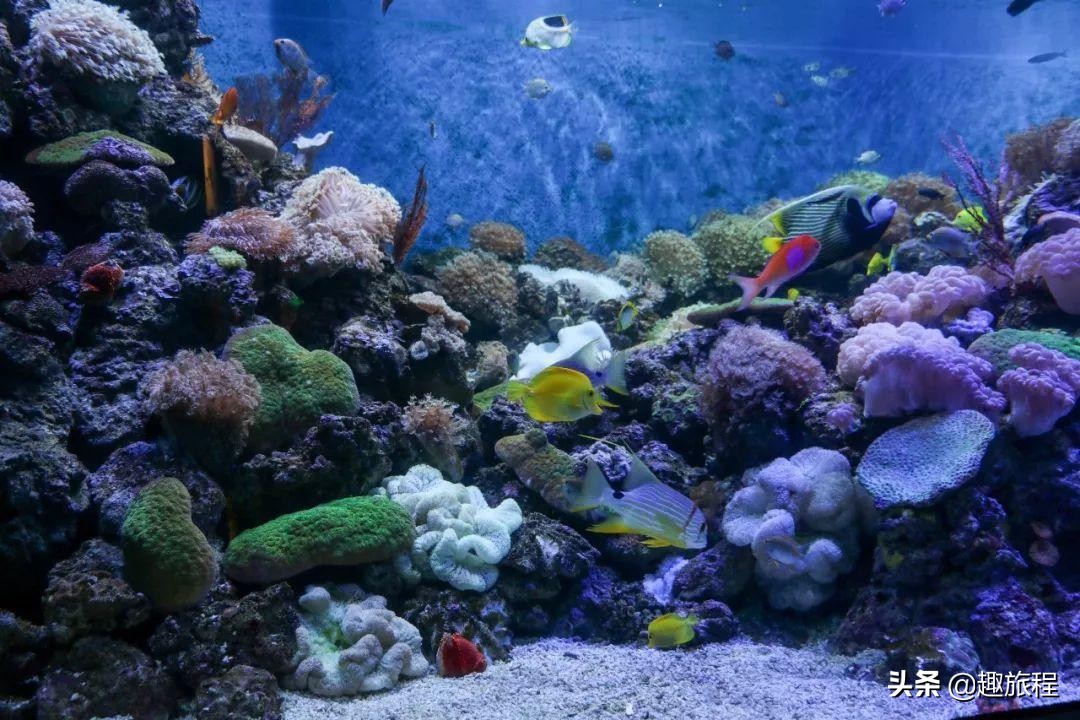 开年特惠仅需89.9元，畅游小梅沙海洋世界门票，,快抢啊!